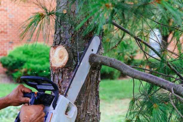 How Our Tree Care Process Works  in  Young Harris, GA